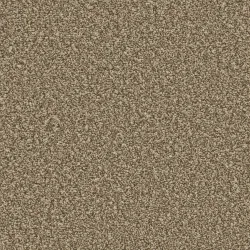 Cork Oak